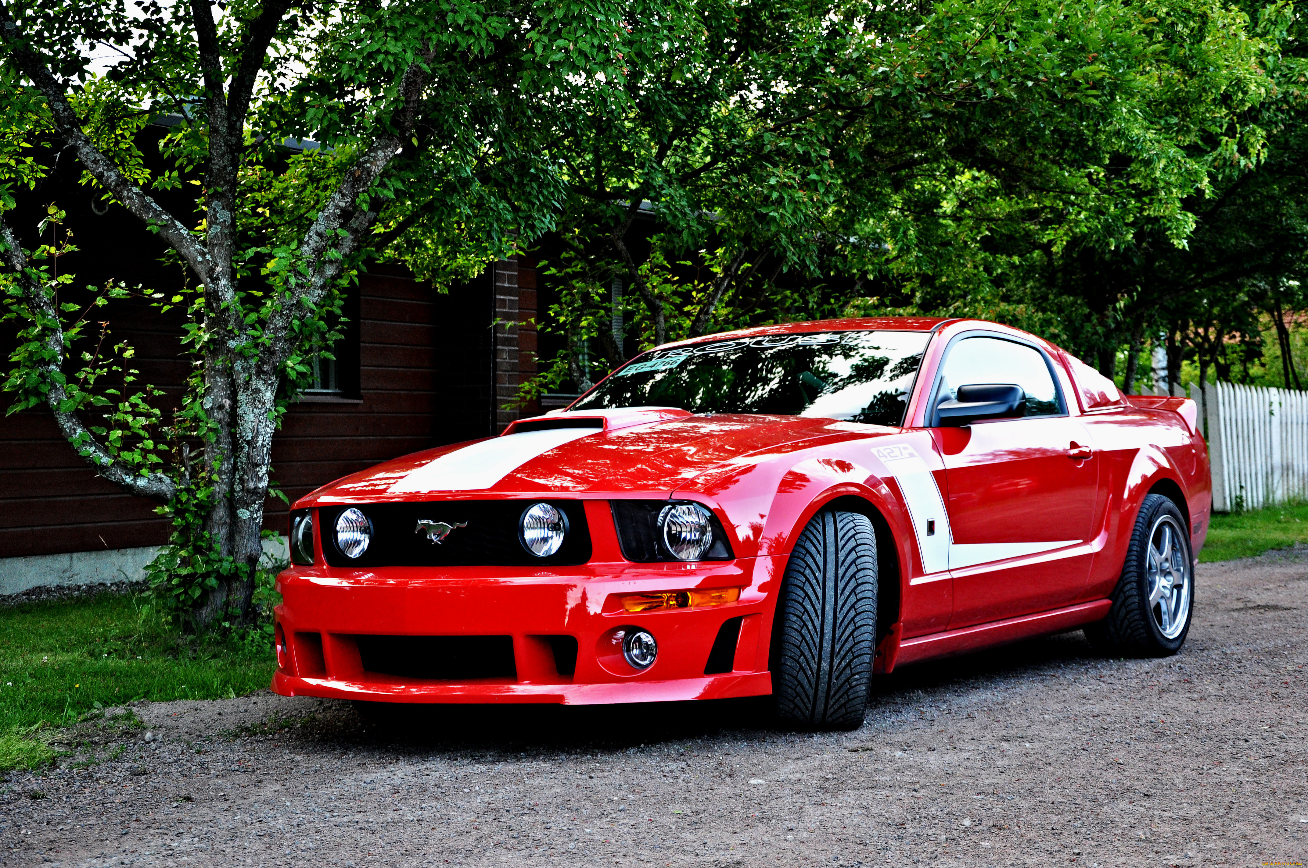 , mustang